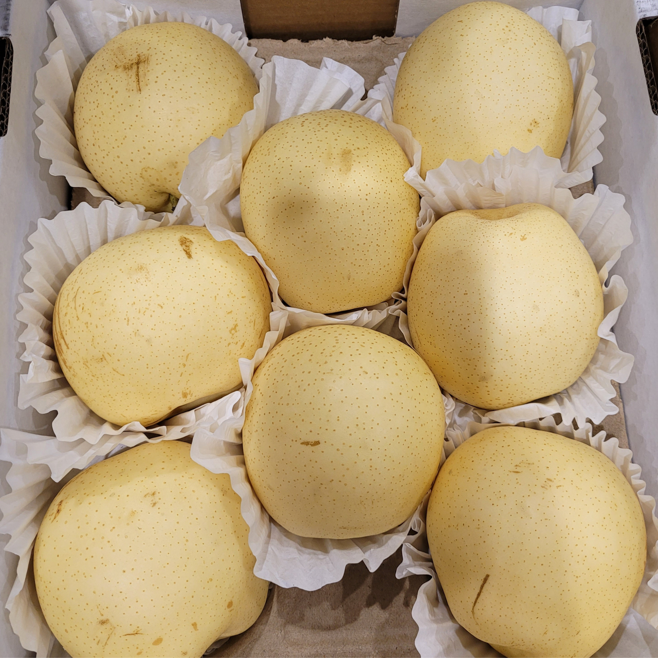 Image of Asian Pears - 1 x 2.5 Kilos