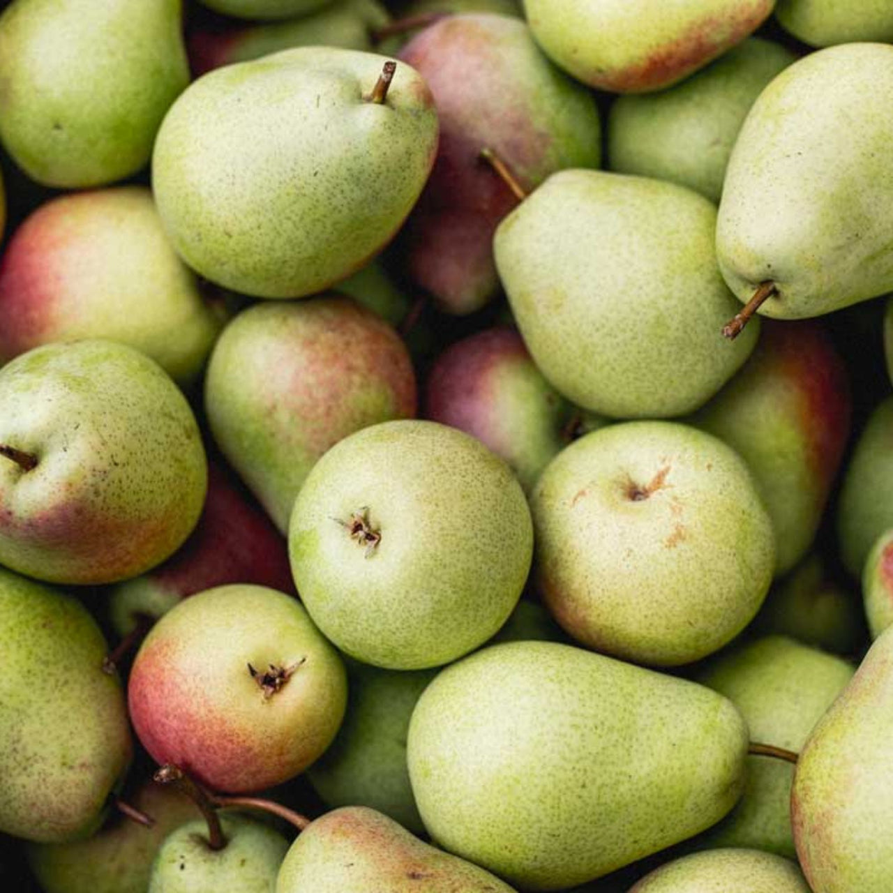 Image of Bartlett Pears