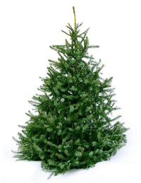 Thumbnail for Image of Real Live Christmas Tree Fir