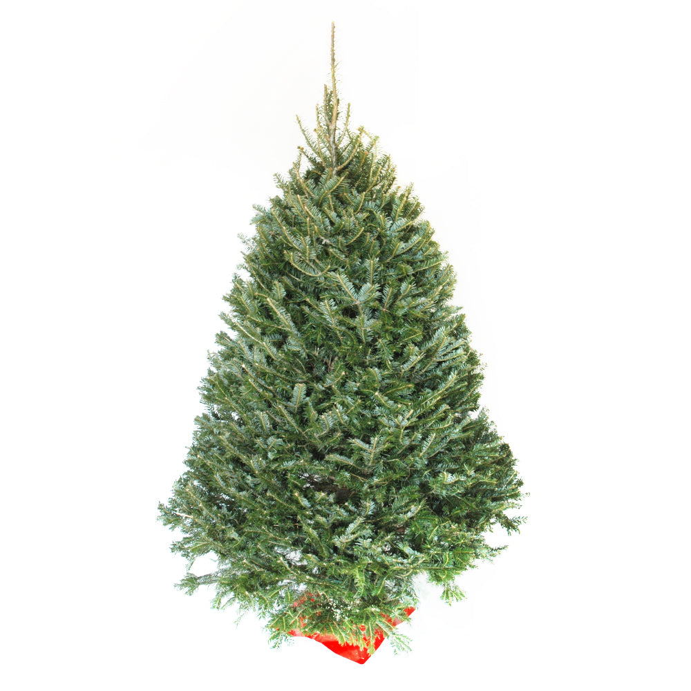 Image of Pre Sale* Real Live Christmas Tree Fir - 1 x 12 Kilos