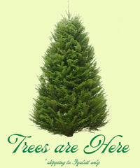 Thumbnail for Balsam Fir Christmas Tree - 1 x 12 KG
