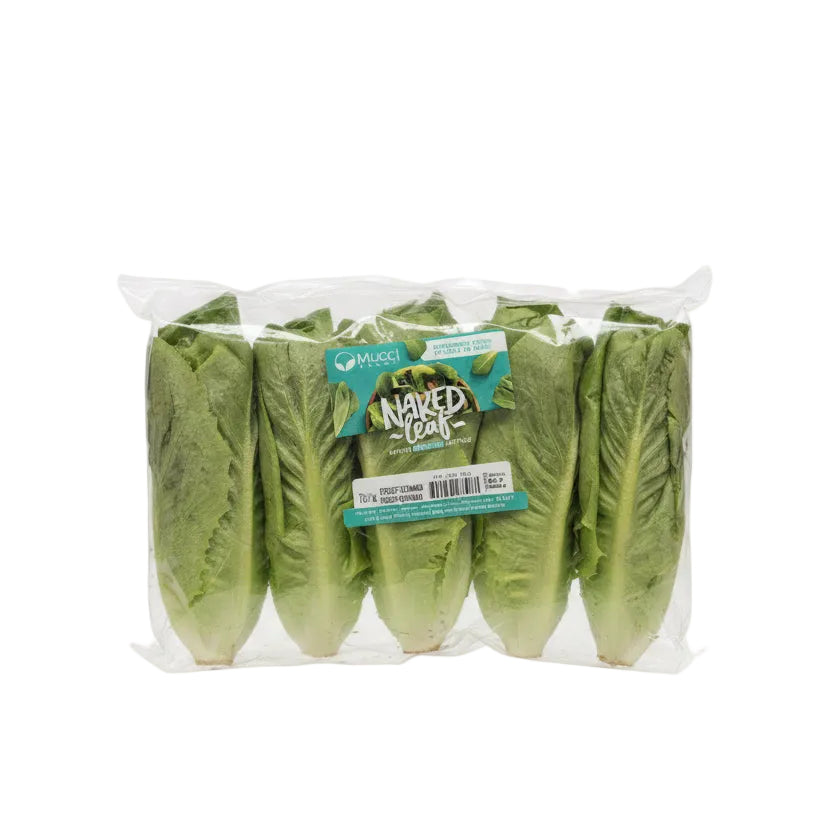 GreenHouse Romaine Lettuce - 1 x 1.5 Kilos