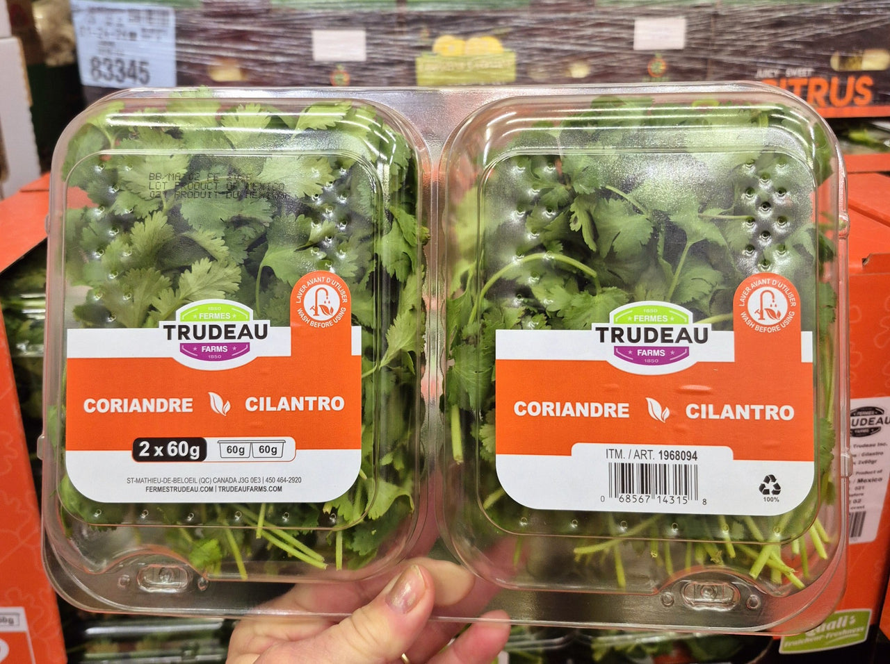 Cilantro - 2 x 60 Grams