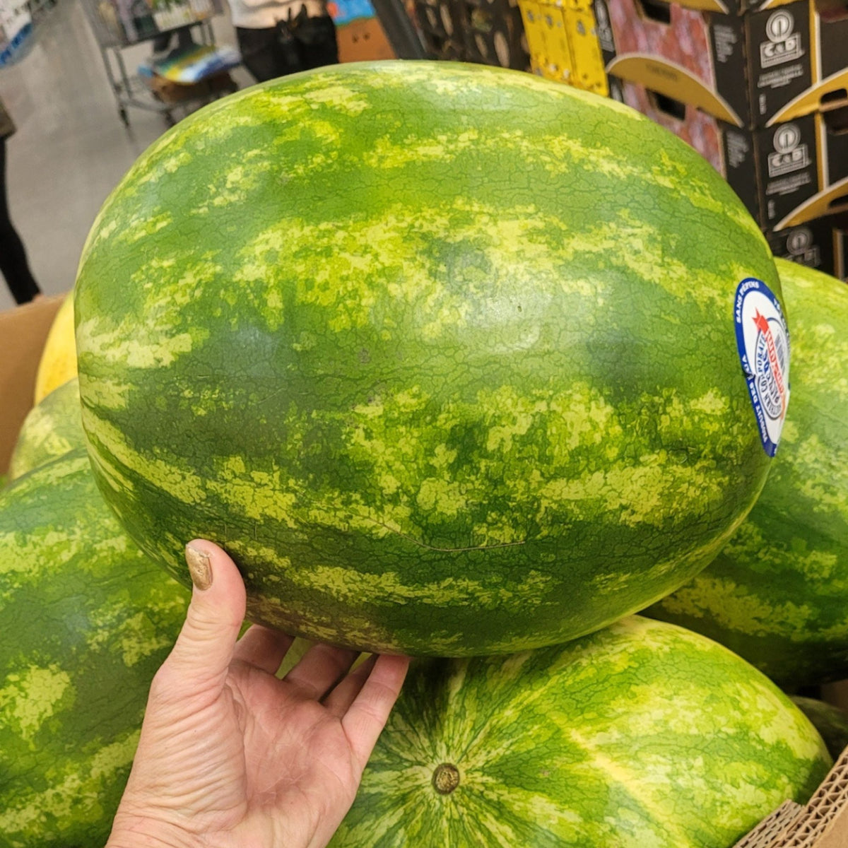 Image of Seedless Watermelon - 1 x 9 Kilos